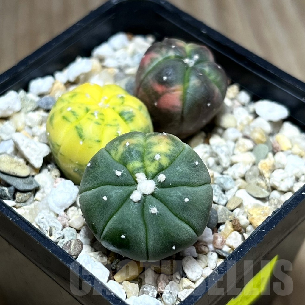 SHPR27569 Astrophytum asterias ‘Kikko Purple Skin Red’, 3 plants