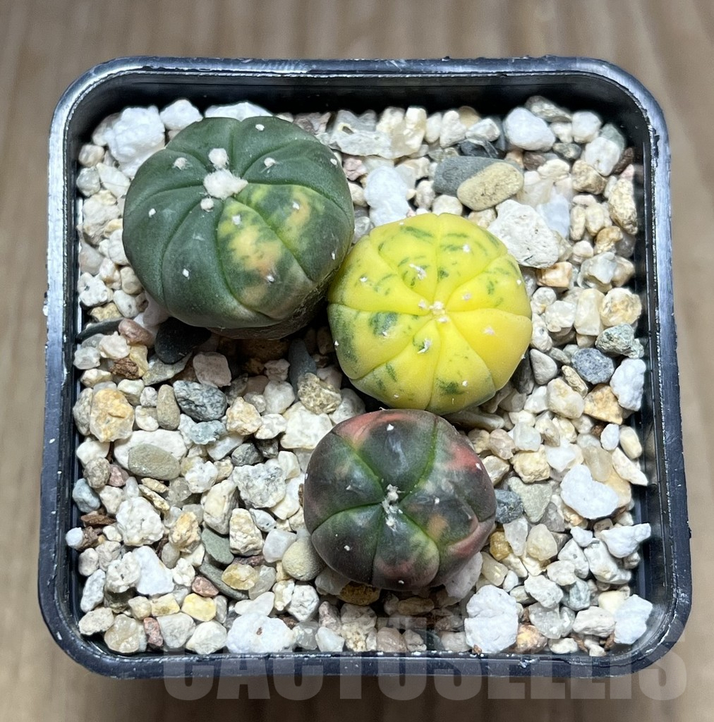 SHPR27569 Astrophytum asterias ‘Kikko Purple Skin Red’, 3 plants - Зображення 2