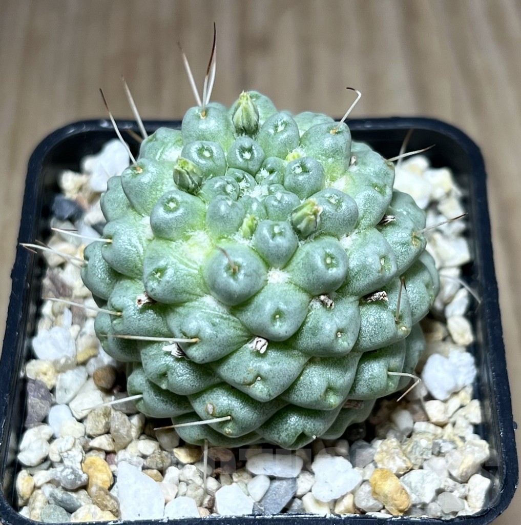 SHPR27571 Mammillaria schumannii ‘inermis’