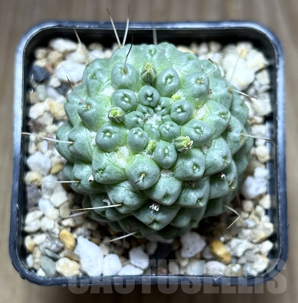 SHPR27571 Mammillaria schumannii ‘inermis’ - Зображення 2