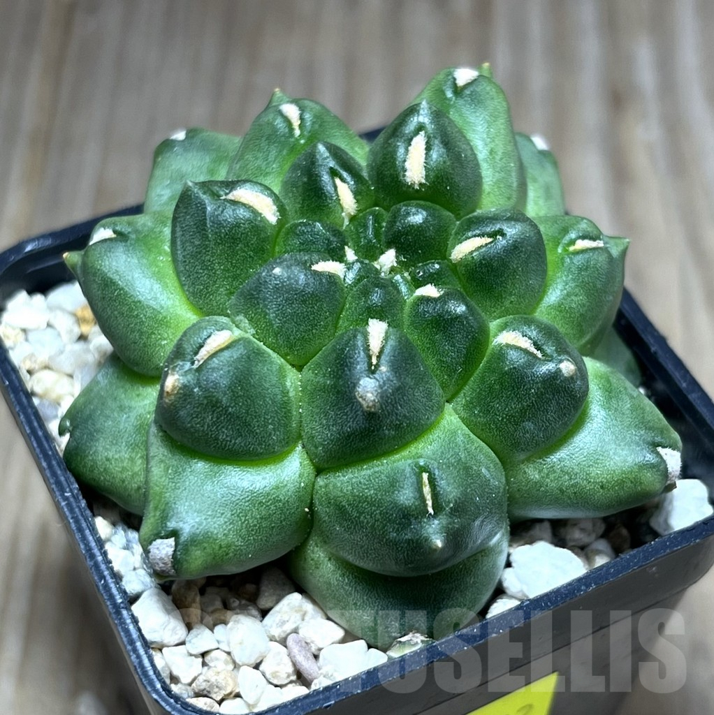 SHPR27572 Gymnocalycium mihanovichii ‘Kikko’