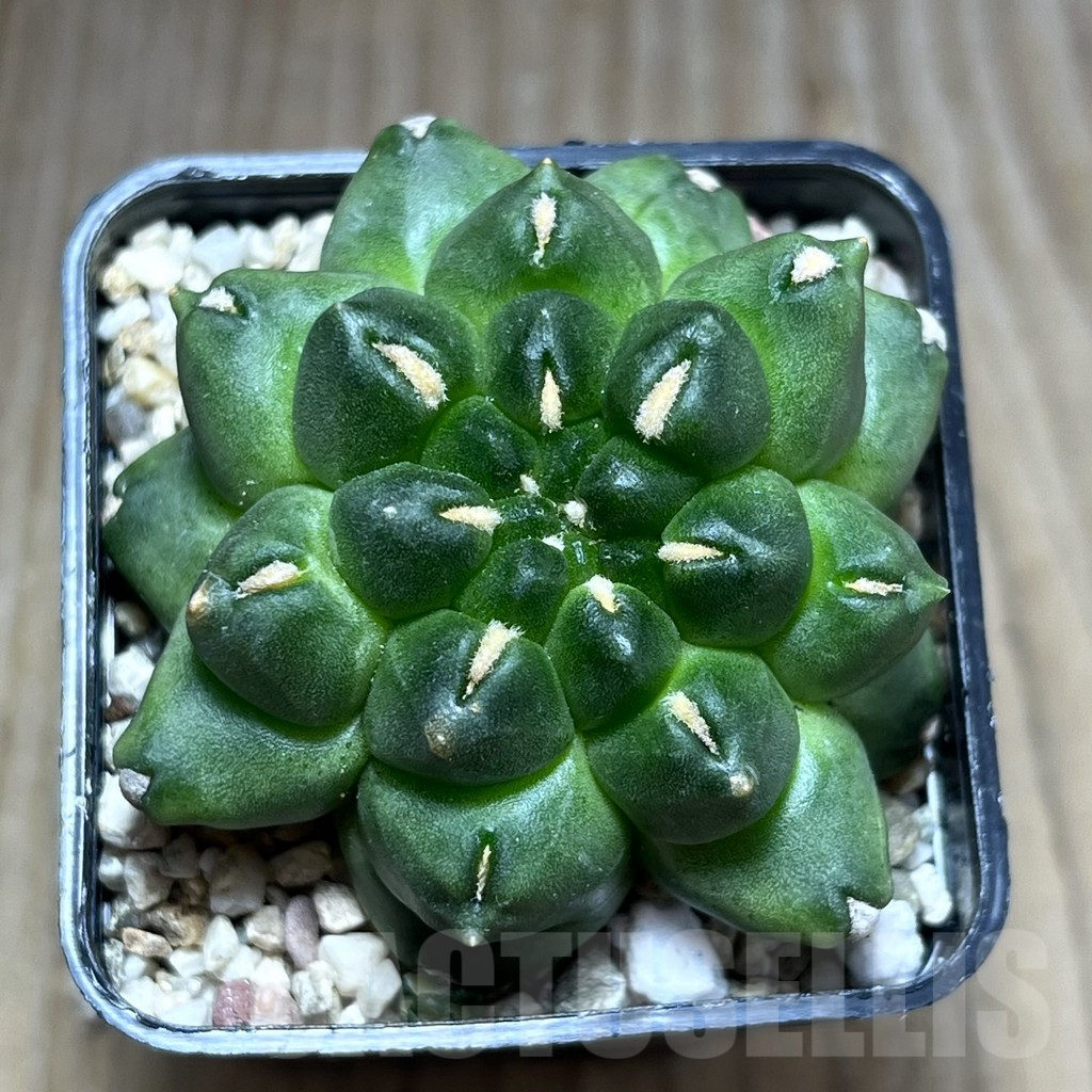 SHPR27572 Gymnocalycium mihanovichii ‘Kikko’ - Зображення 2