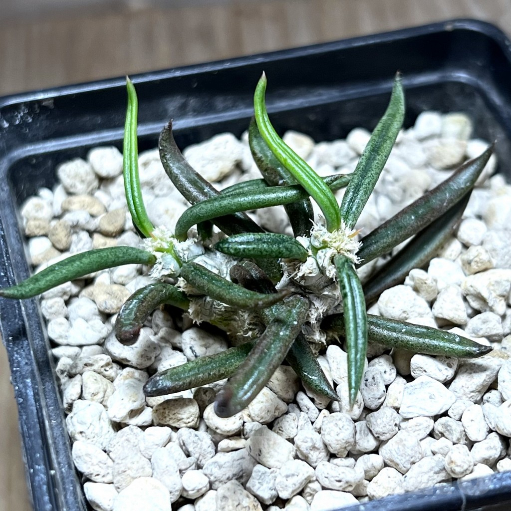 SHPR27574 Euphorbia cylindrifolia ssp. tuberifera