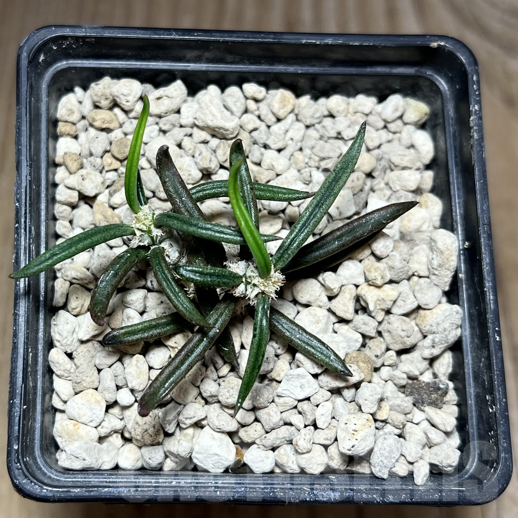 SHPR27574 Euphorbia cylindrifolia ssp. tuberifera - immagine 2