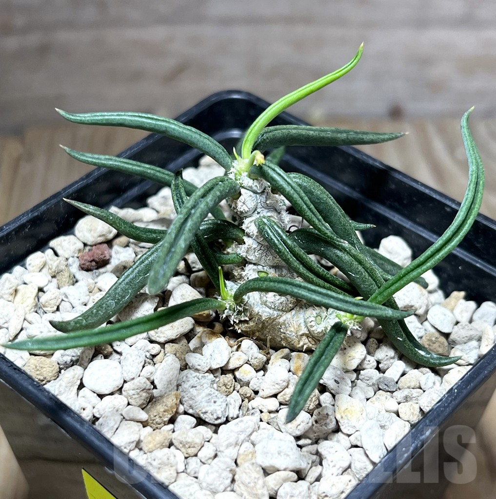 SHPR27575 Euphorbia cylindrifolia ssp. tuberifera