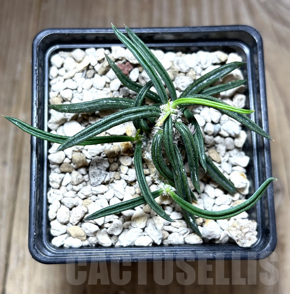 SHPR27575 Euphorbia cylindrifolia ssp. tuberifera - immagine 2