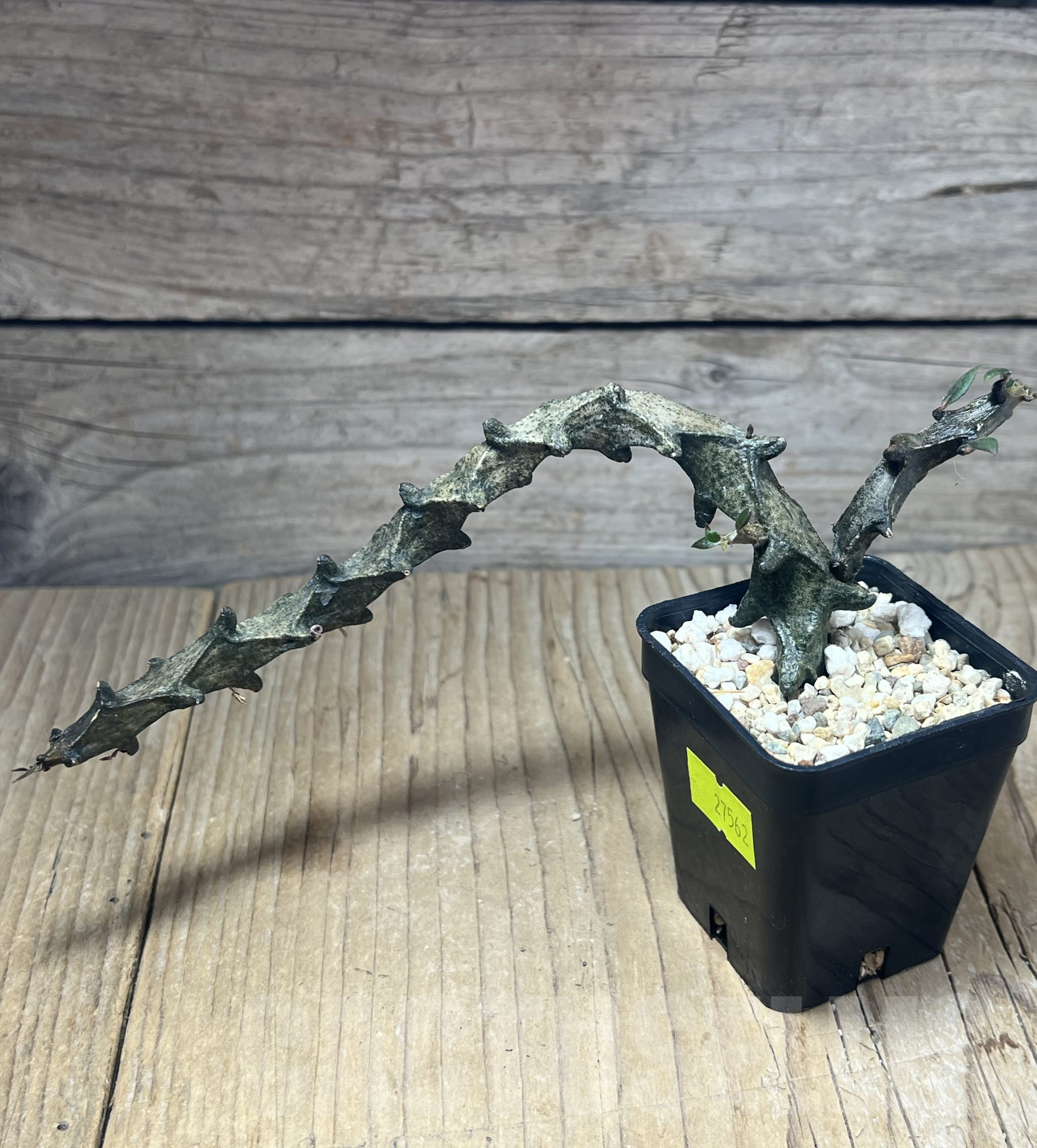 SHPR27562 Ceropegia armandii - Зображення 2