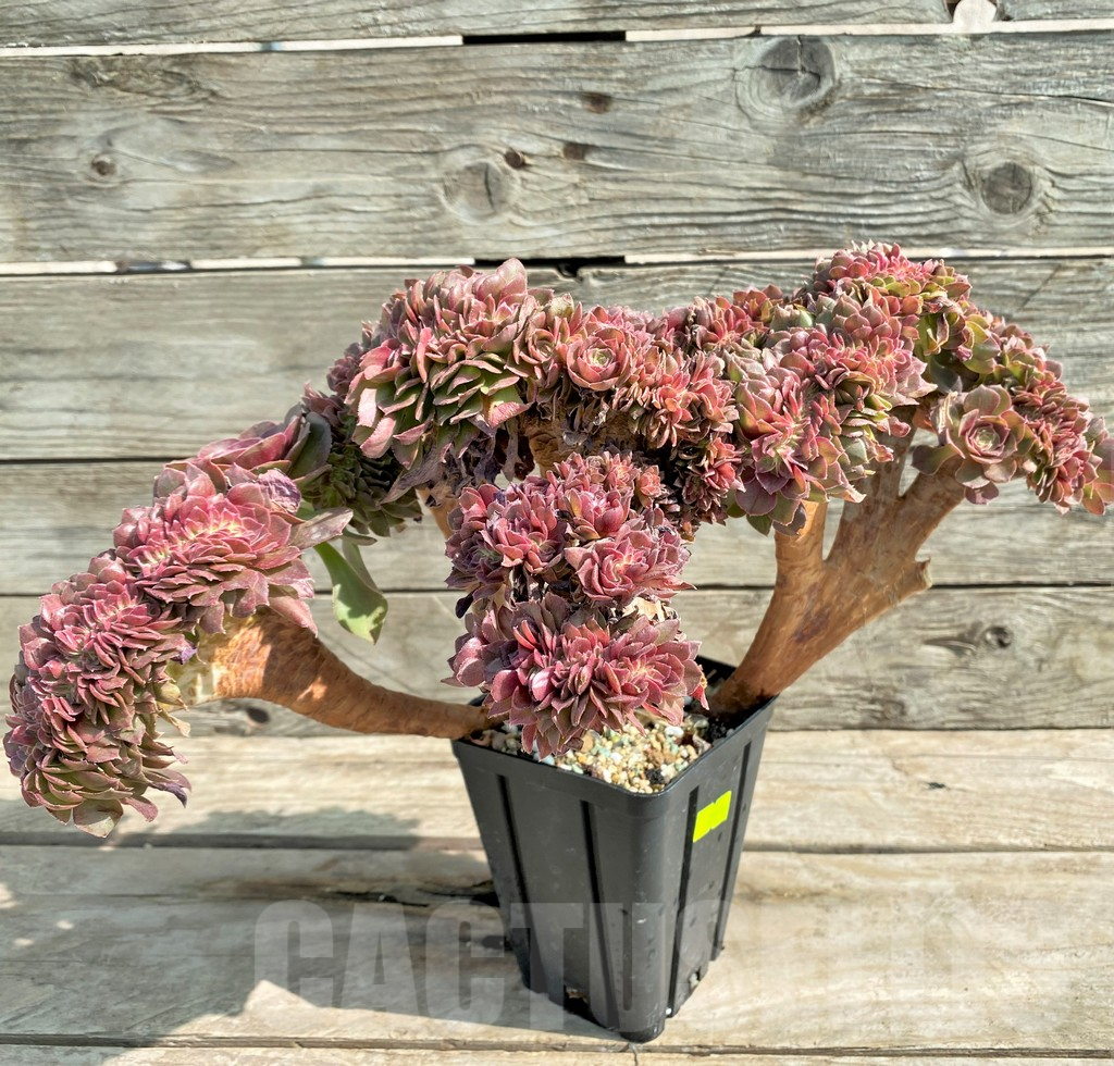 SHPR25910 Aeonium ‘Red Witch’ f. cristata - Image 2