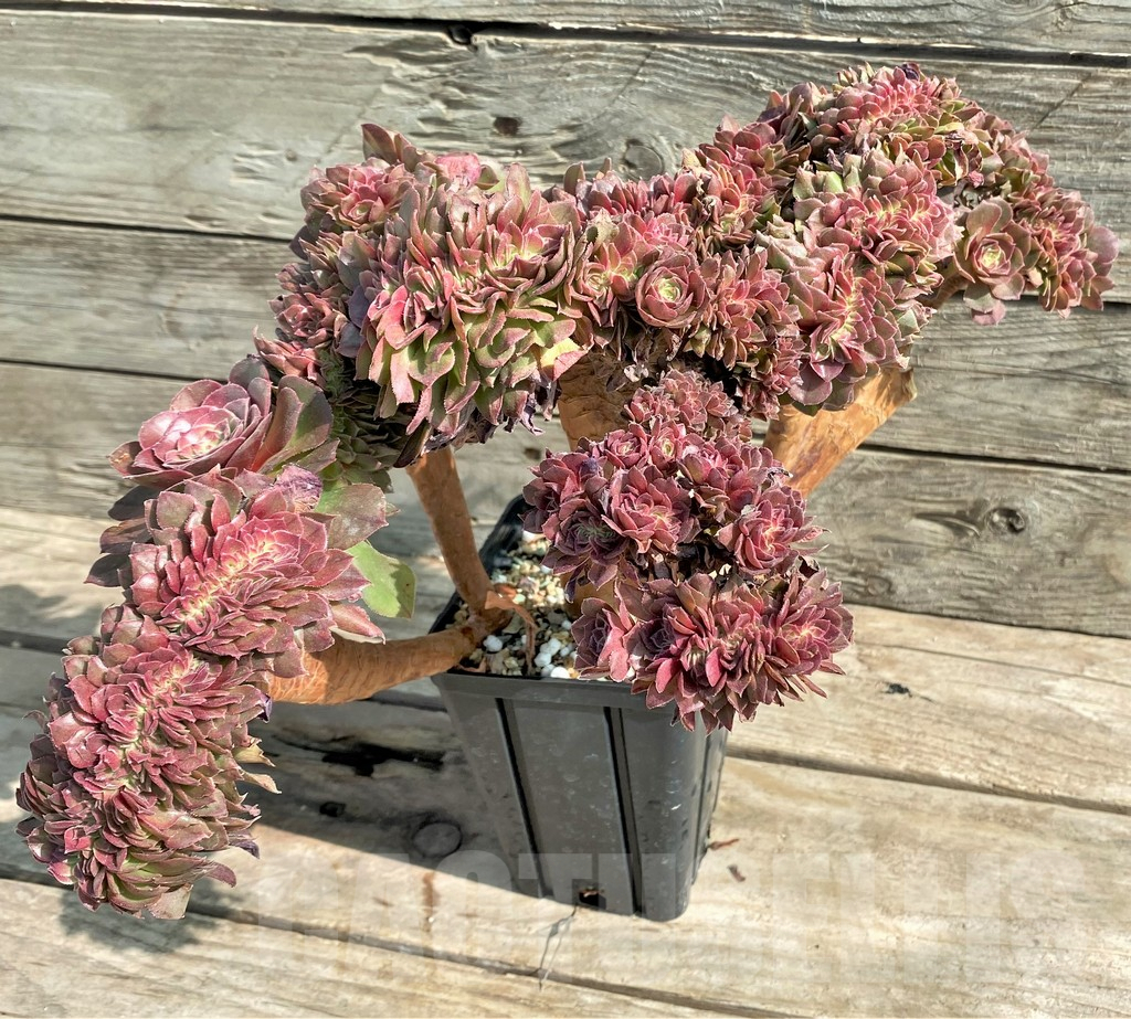 SHPR25910 Aeonium ‘Red Witch’ f. cristata - Image 3