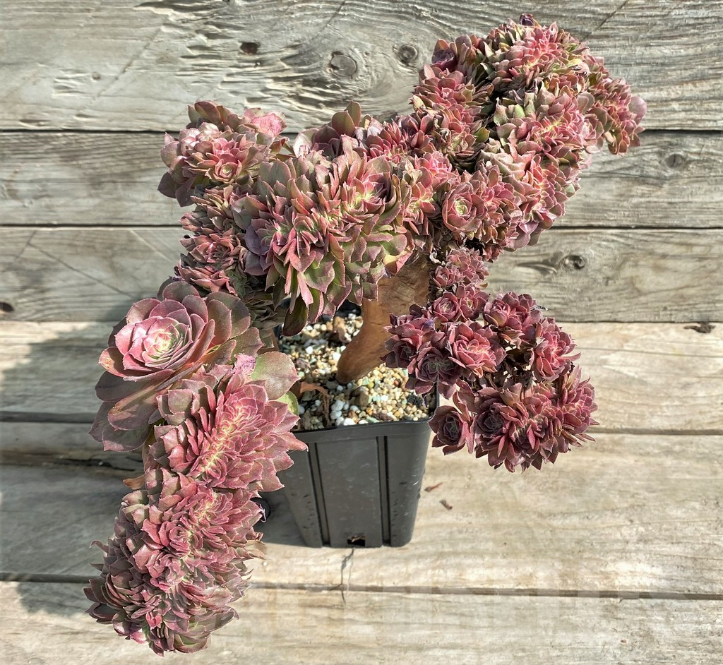 SHPR25910 Aeonium ‘Red Witch’ f. cristata