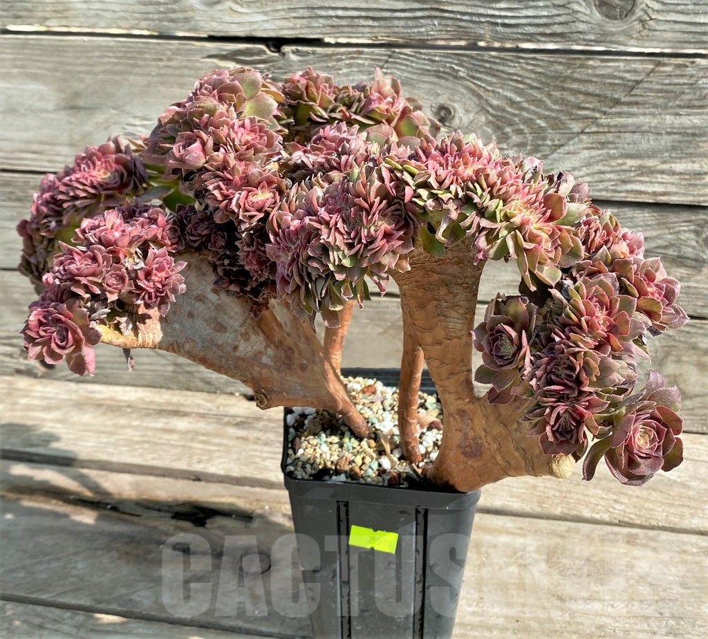 SHPR25910 Aeonium ‘Red Witch’ f. cristata - Image 4