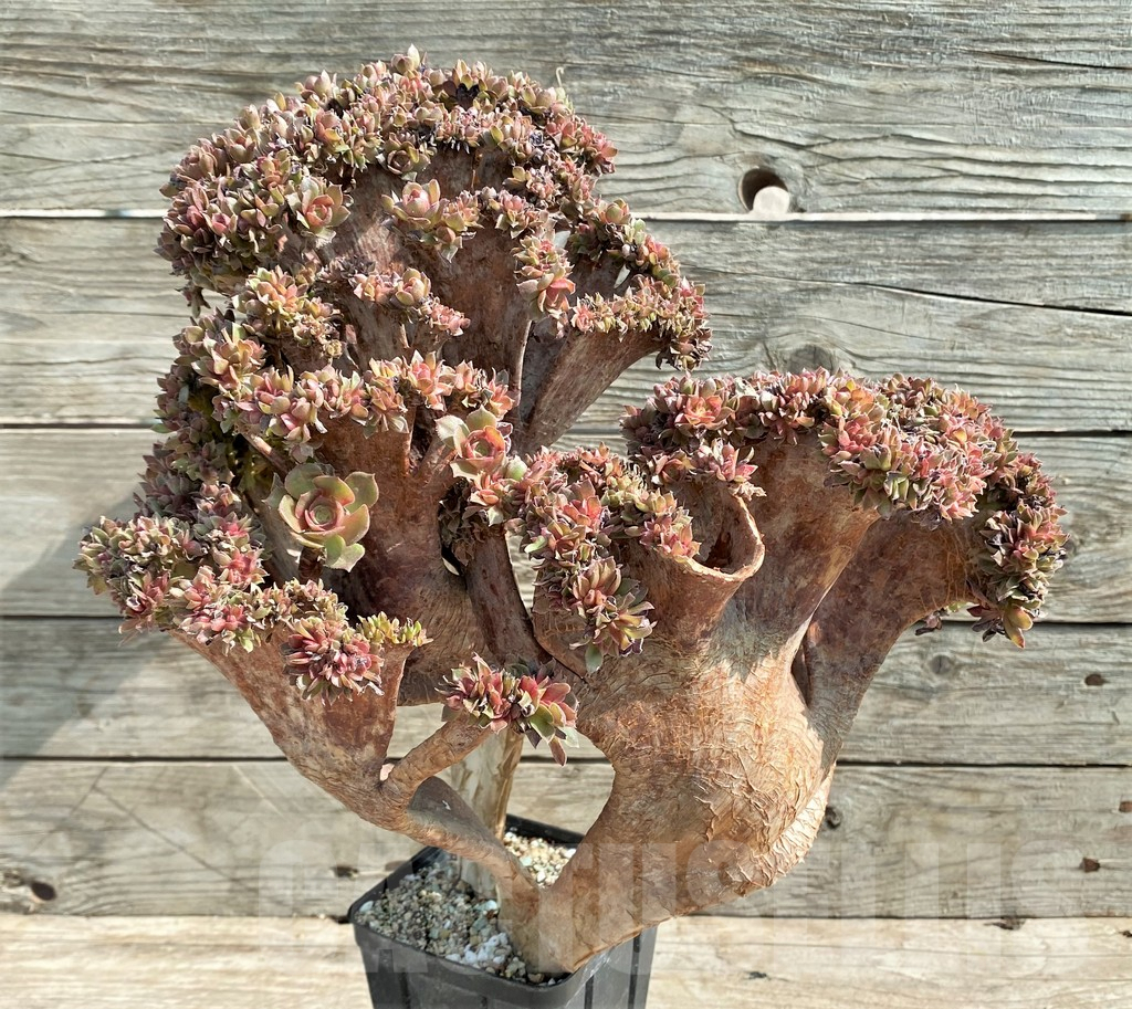 SHPR25911 Aeonium ‘Halloween’ f. cristata – Bild 2