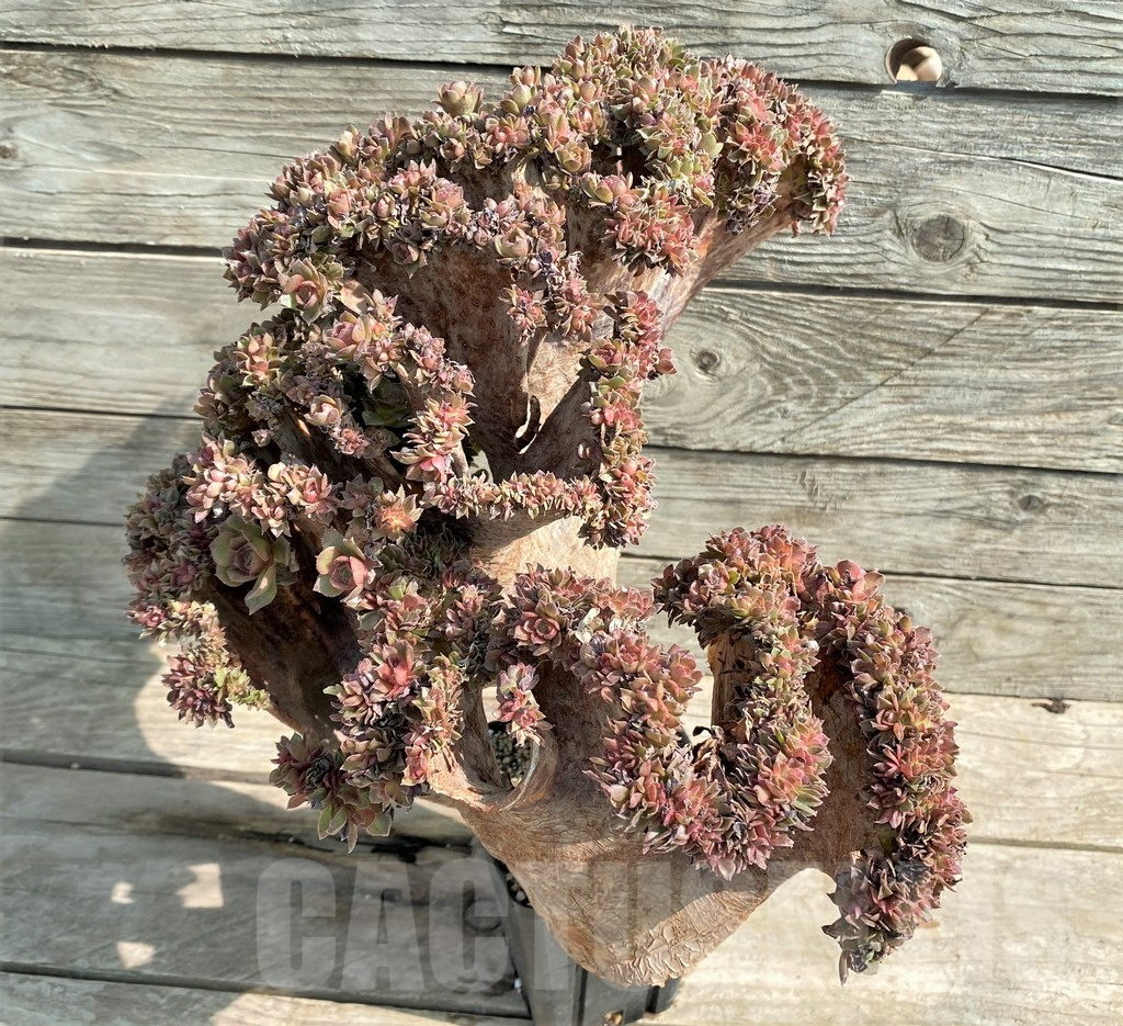 SHPR25911 Aeonium ‘Halloween’ f. cristata