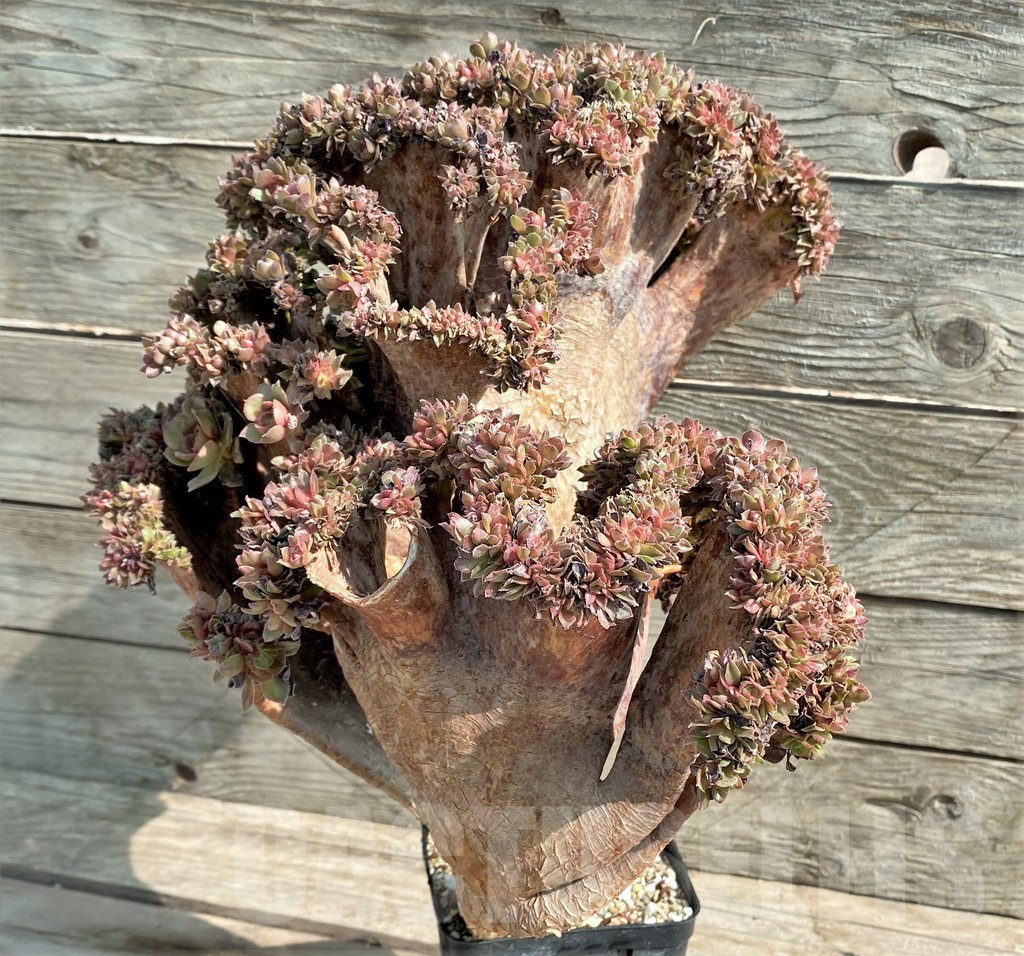 SHPR25911 Aeonium ‘Halloween’ f. cristata – Bild 3