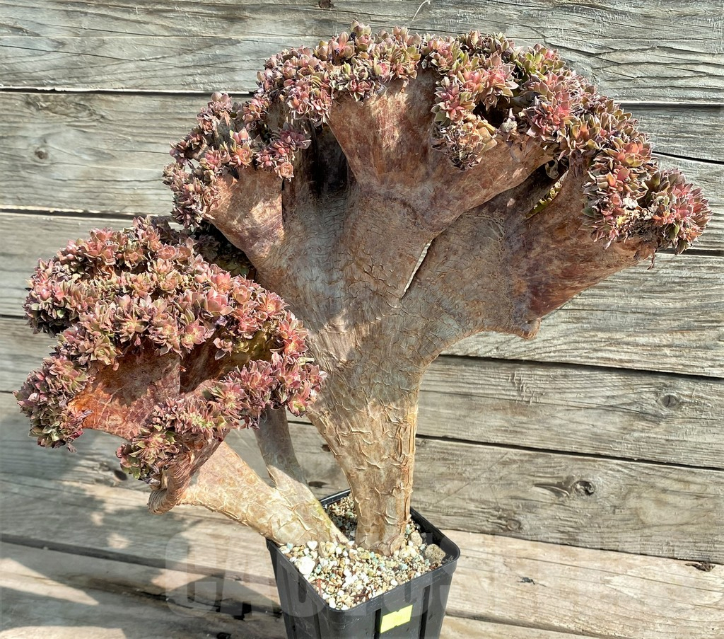 SHPR25911 Aeonium ‘Halloween’ f. cristata – Bild 4