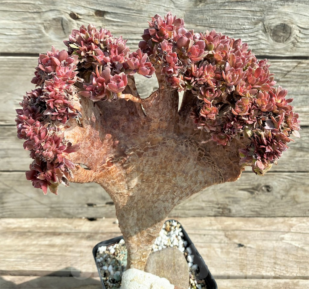 SHPR25912 Aeonium ‘Halloween’ f. cristata - Imagen 2