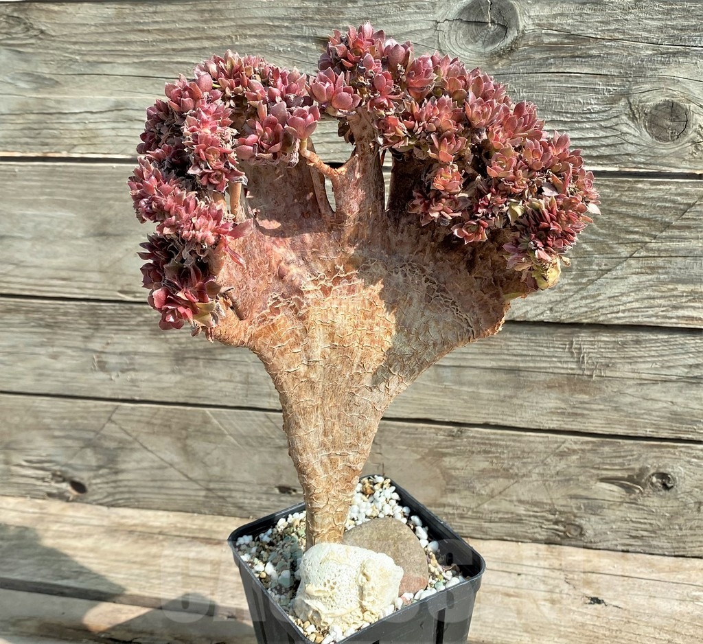 SHPR25912 Aeonium ‘Halloween’ f. cristata - Imagen 3