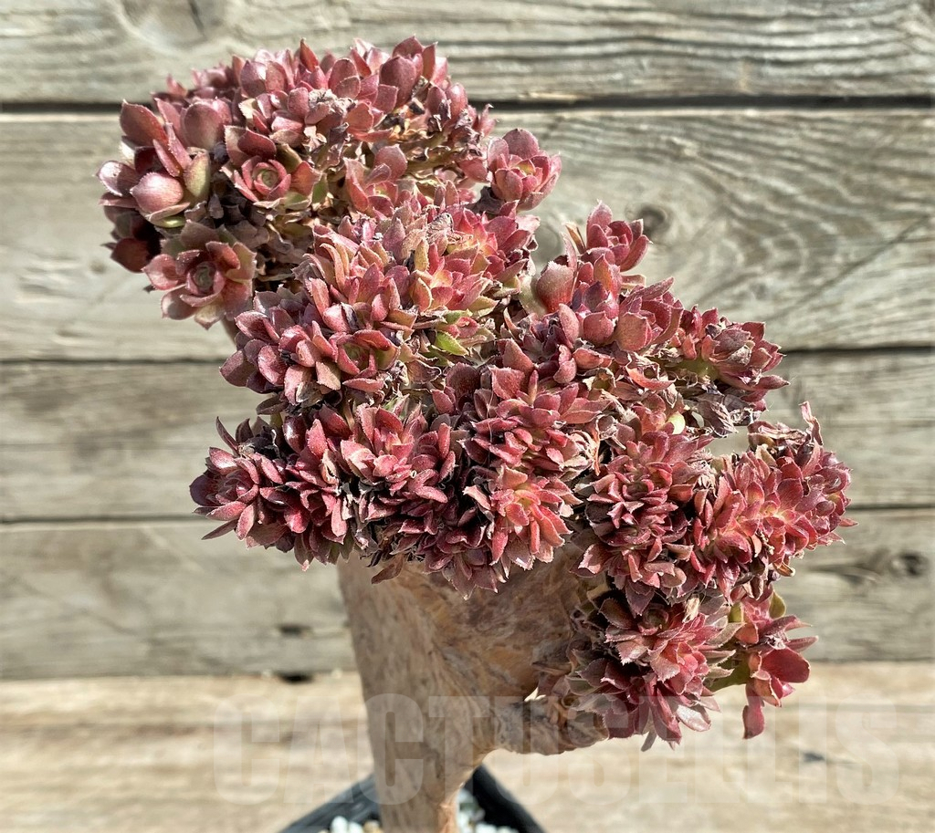 SHPR25912 Aeonium ‘Halloween’ f. cristata