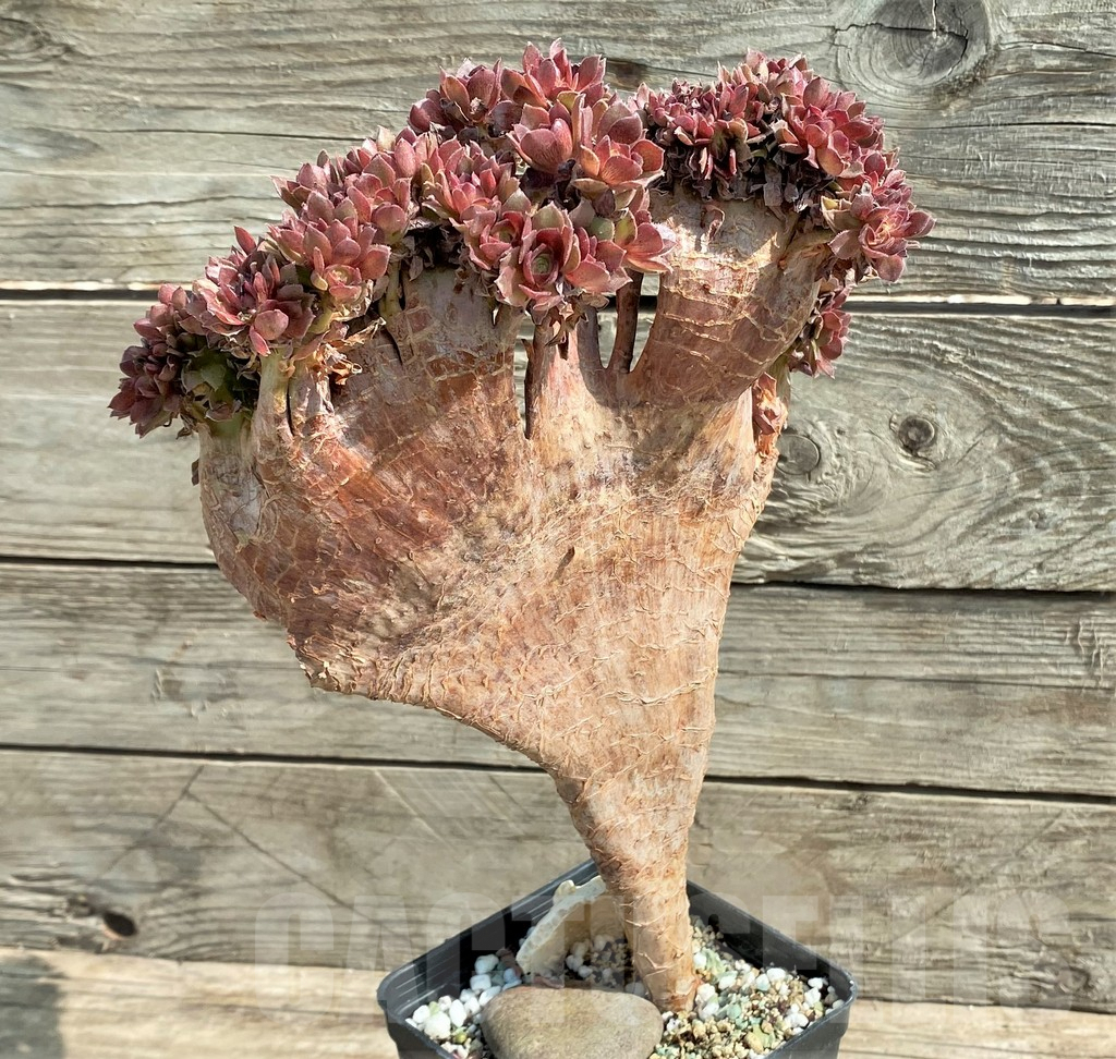 SHPR25912 Aeonium ‘Halloween’ f. cristata - Imagen 4