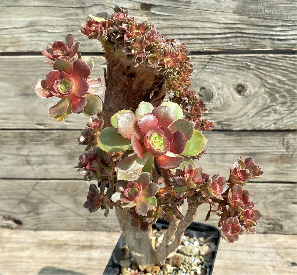 SHPR25913 Aeonium ‘Halloween’ f. cristata - Image 3