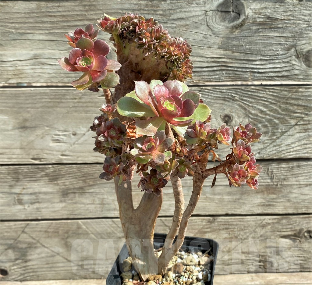SHPR25913 Aeonium ‘Halloween’ f. cristata - Image 2