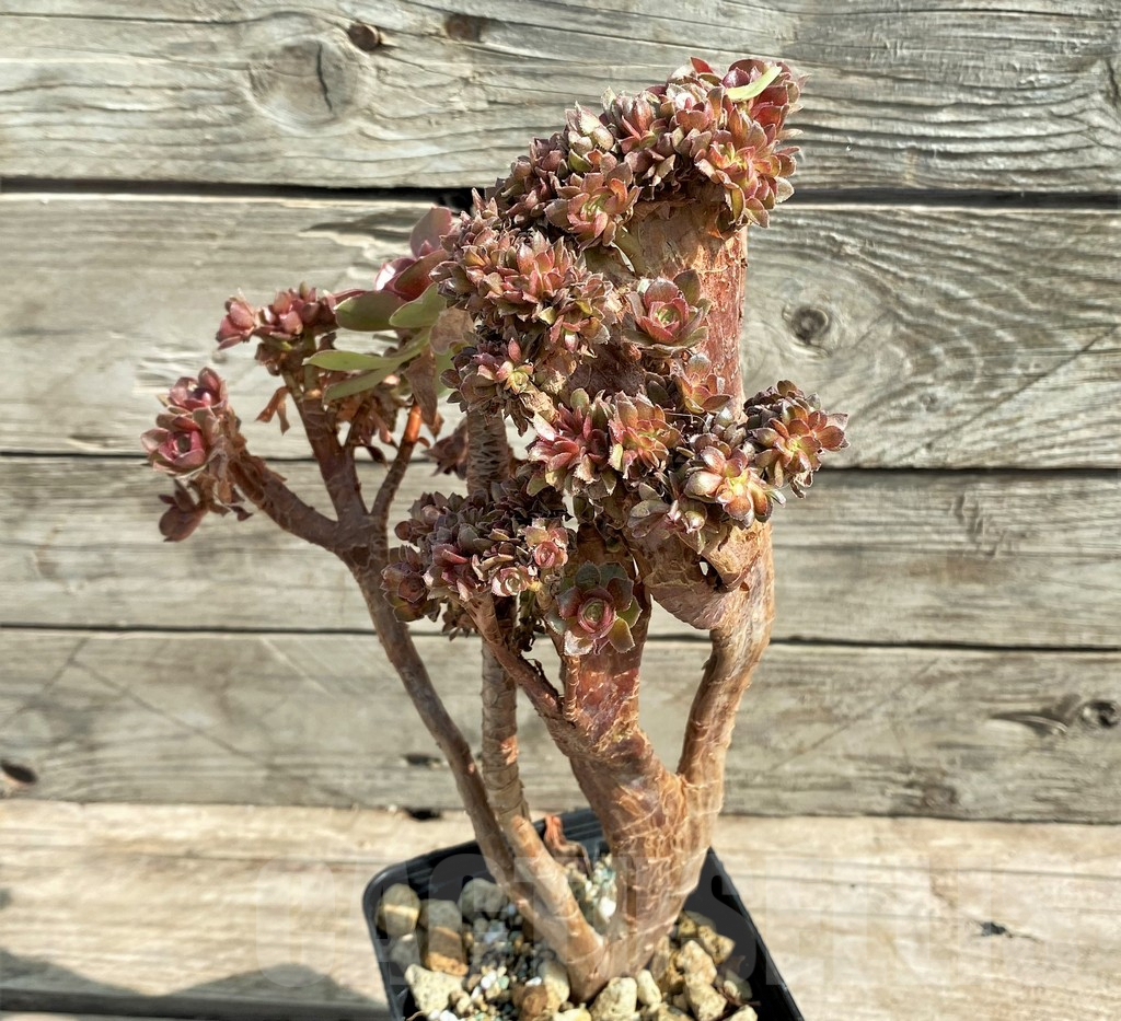 SHPR25913 Aeonium ‘Halloween’ f. cristata