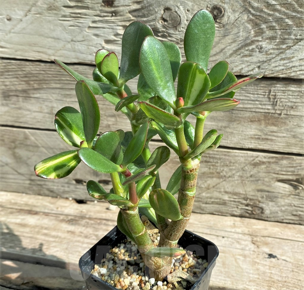 SHPR25915 Crassula arborescens f. variegata