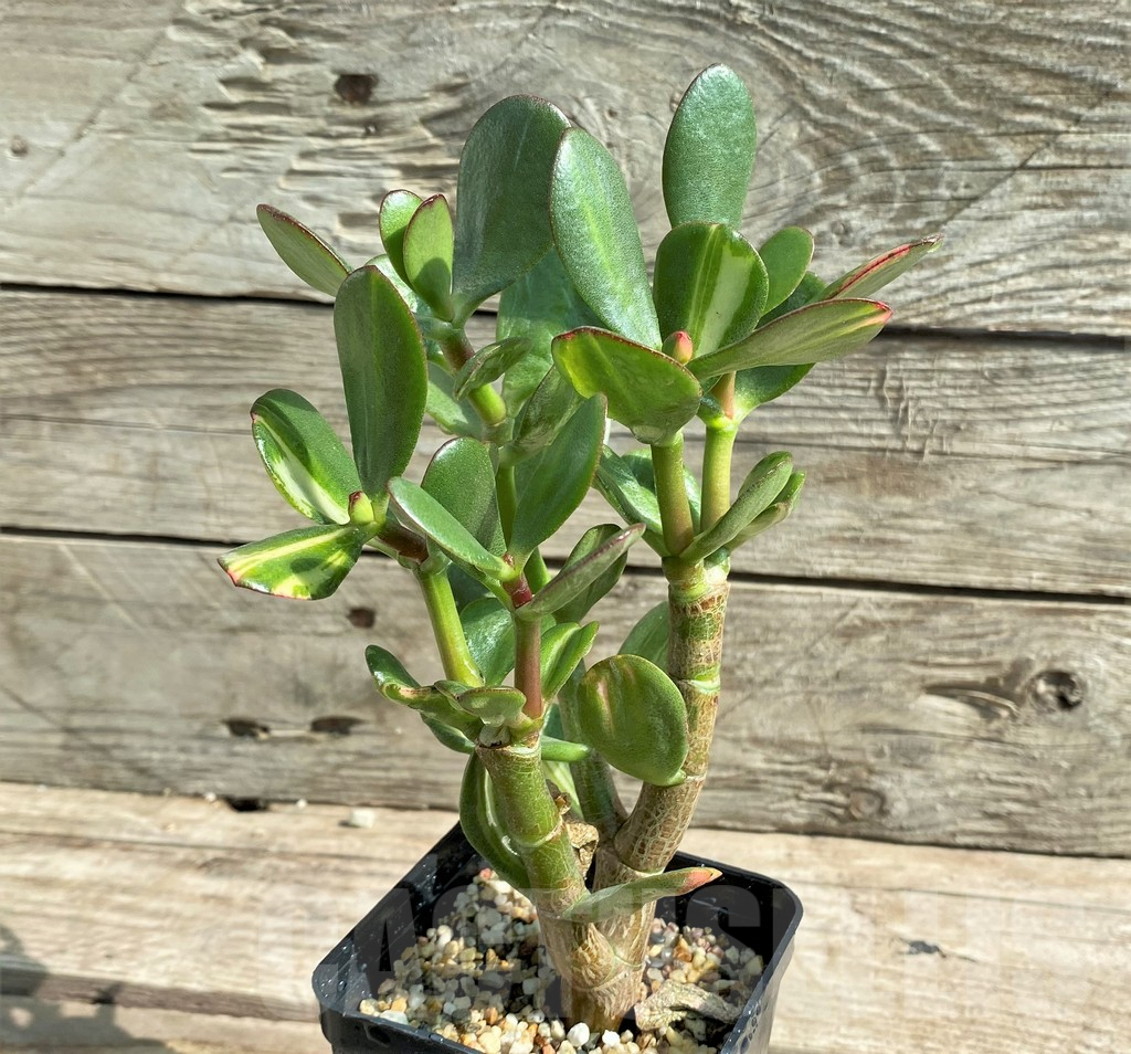 SHPR25915 Crassula arborescens f. variegata - Obrázek 2