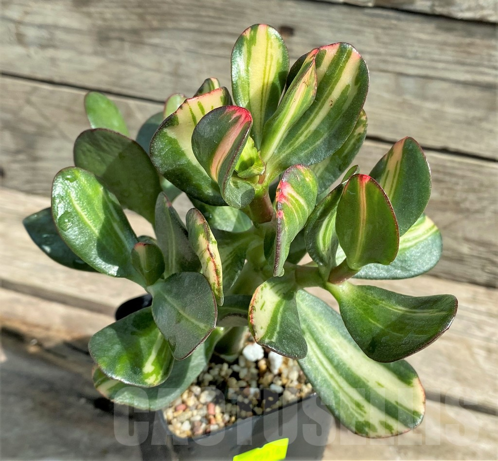 SHPR25916 Crassula arborescens f. variegata