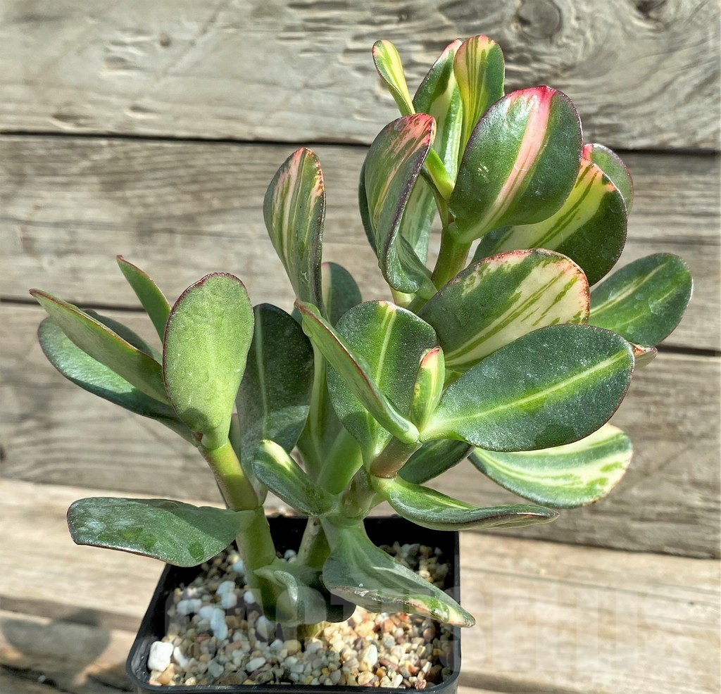 SHPR25916 Crassula arborescens f. variegata - Obrázek 2