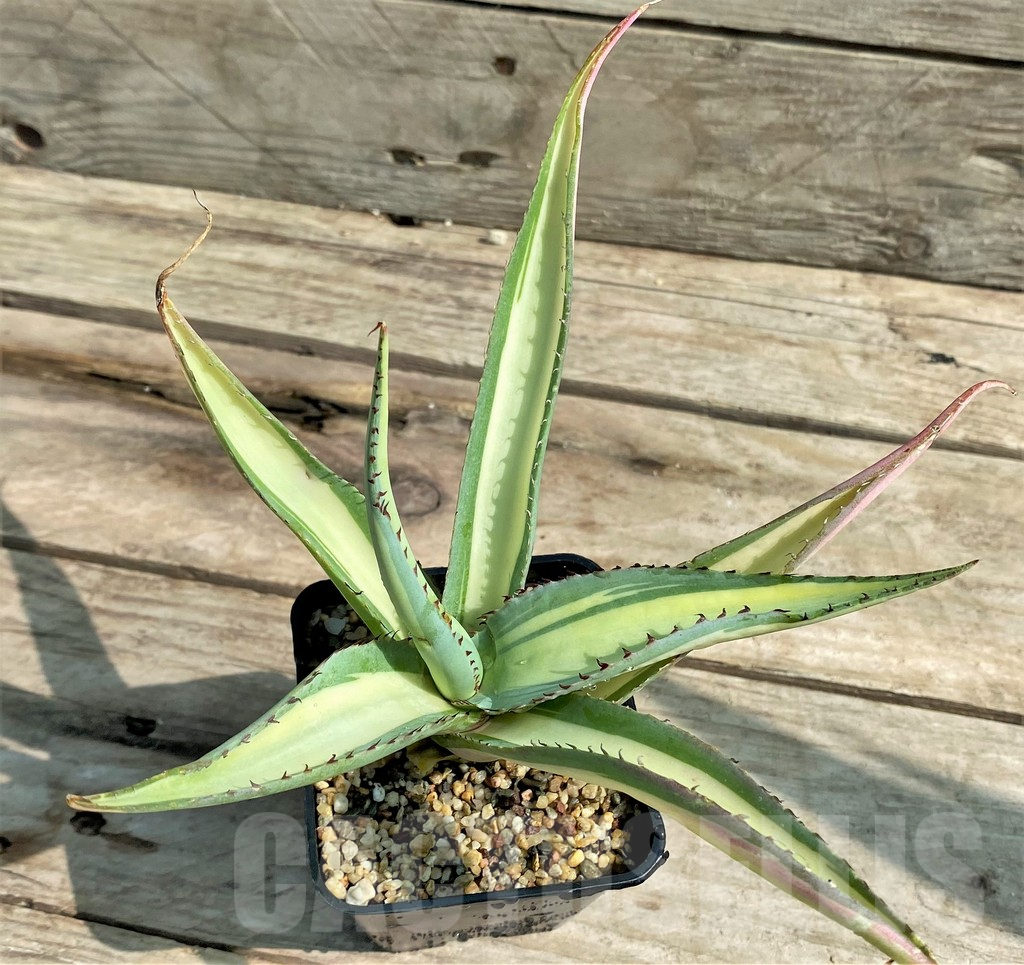 SHPR25917 Agave guiengola 'Mediopicta' - Obrázek 2