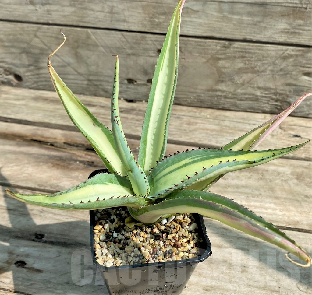 SHPR25917 Agave guiengola 'Mediopicta'