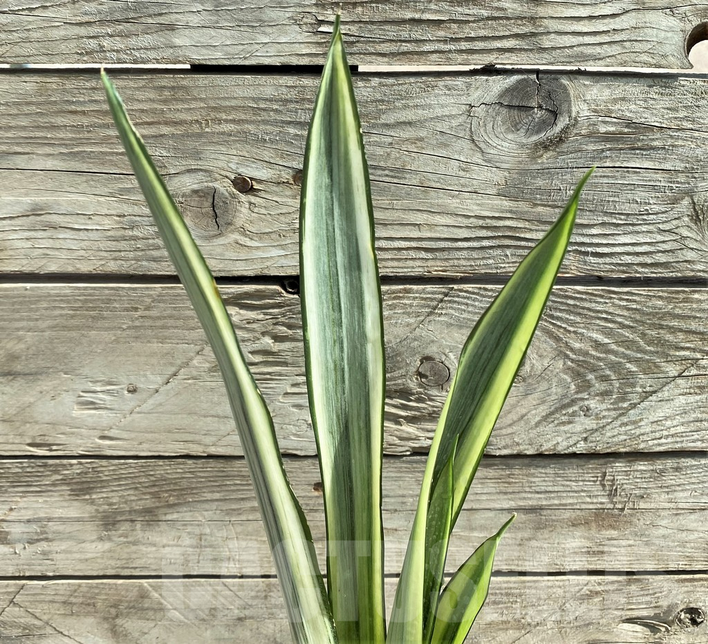 SHPR25918 Sansevieria 'Bantel'
