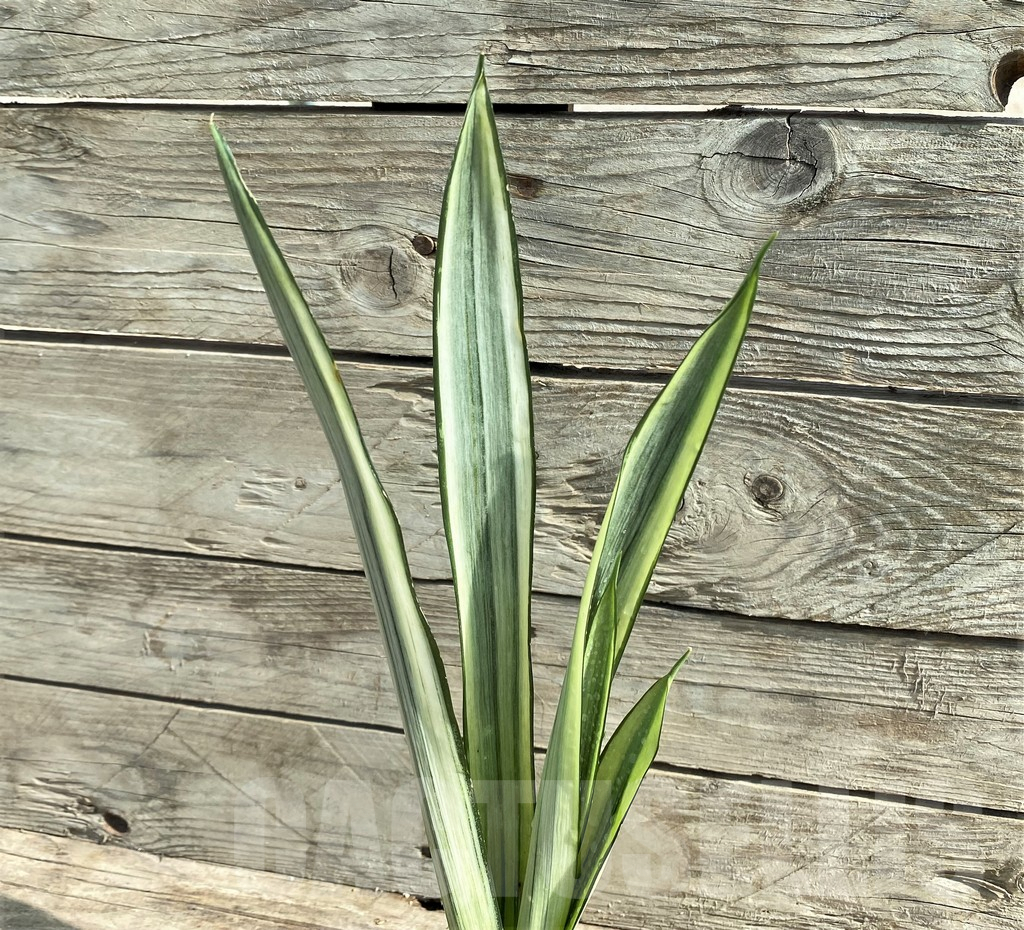 SHPR25918 Sansevieria 'Bantel' - Obrázek 2
