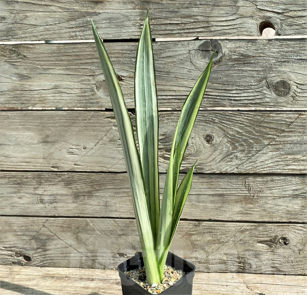 SHPR25918 Sansevieria 'Bantel' - Obrázek 3