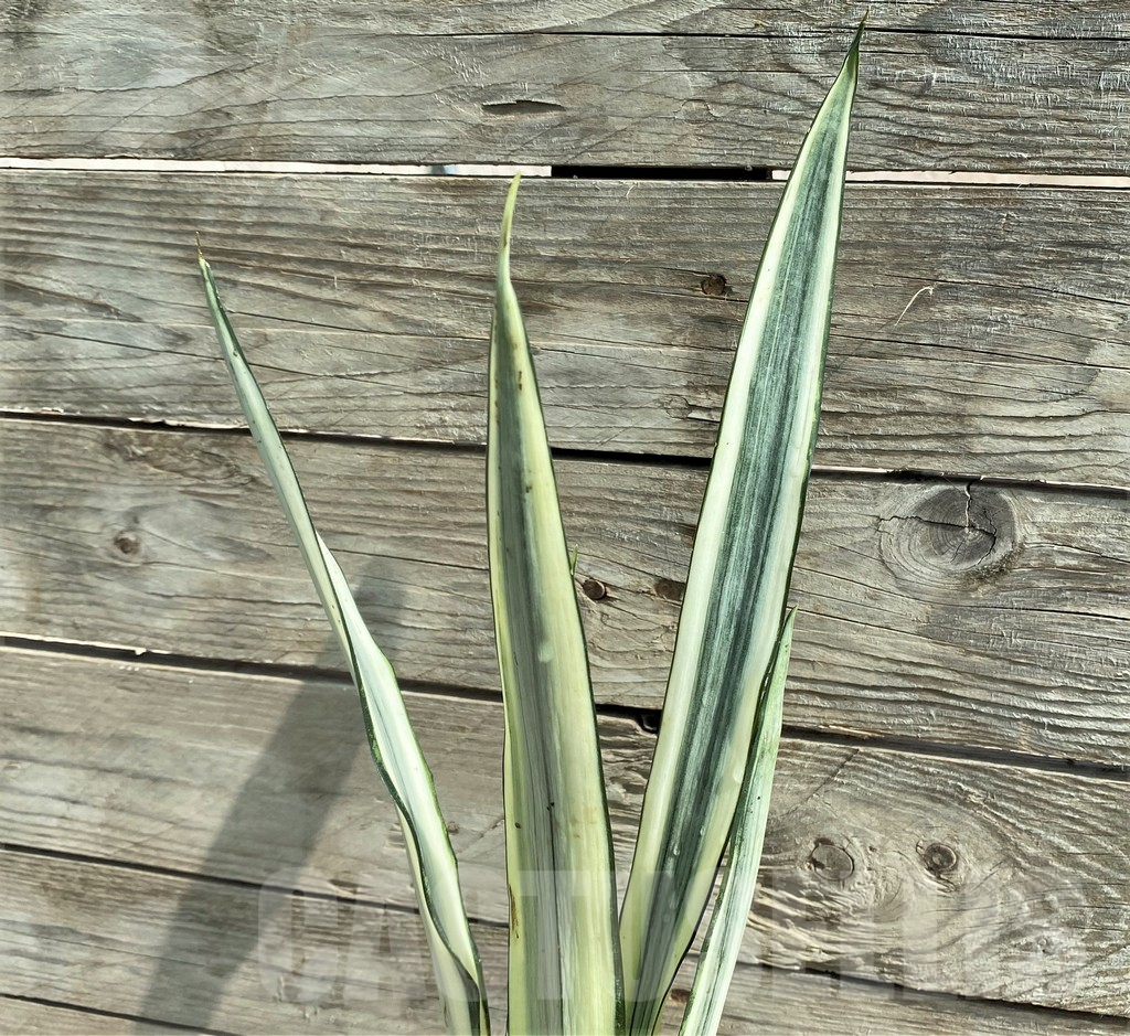 SHPR25919 Sansevieria 'Bantel' - Obrázek 2