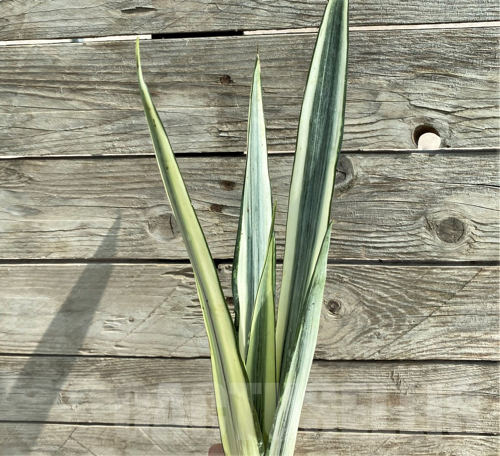 SHPR25919 Sansevieria 'Bantel'