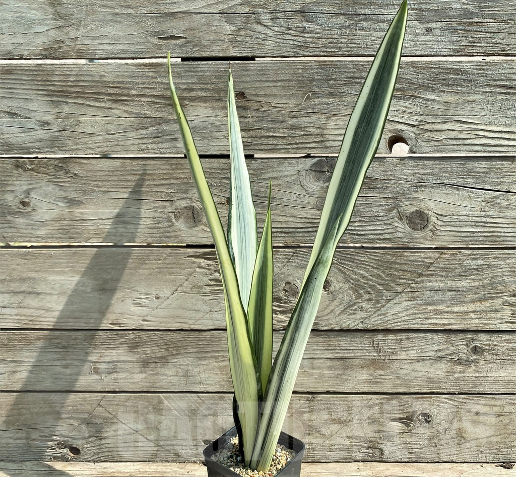 SHPR25919 Sansevieria 'Bantel' - Obrázek 3