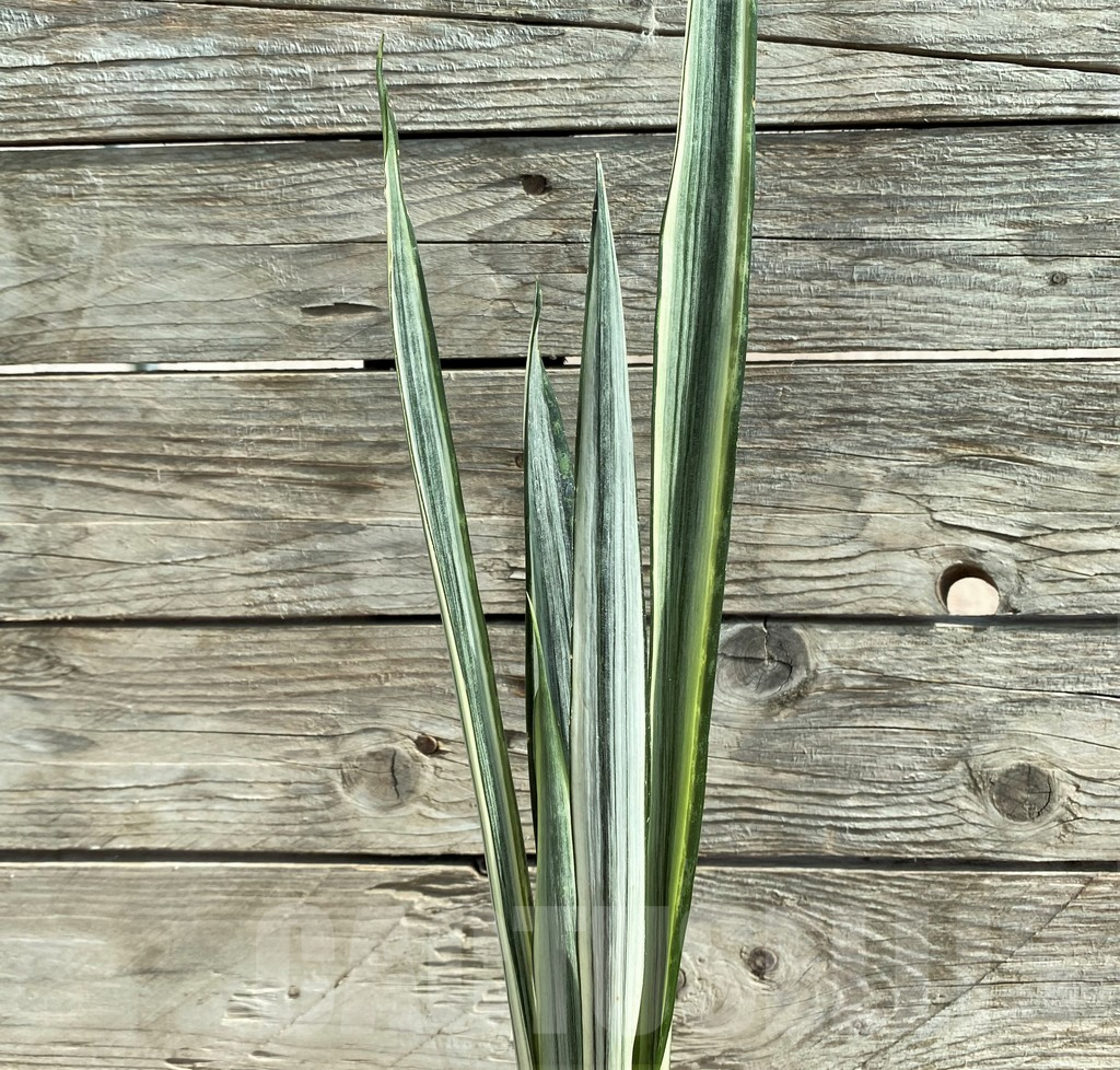 SHPR25920 Sansevieria 'Bantel'