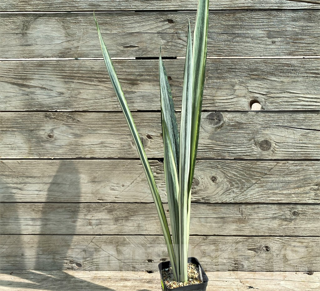 SHPR25920 Sansevieria 'Bantel' - Imagen 2