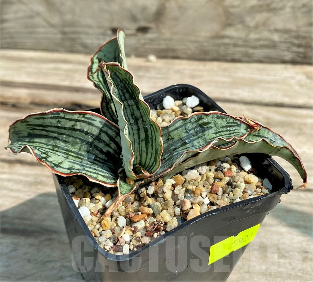 SHPR25921 Sansevieria 'Cleopatra'