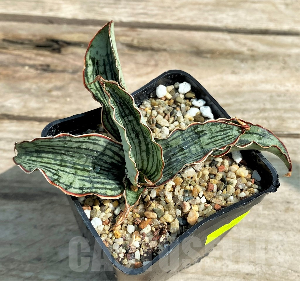 SHPR25921 Sansevieria 'Cleopatra' - Obrázek 2