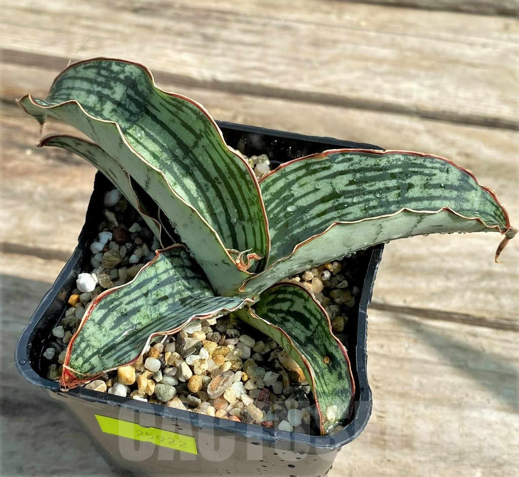SHPR25922 Sansevieria 'Cleopatra' - Obrázek 2