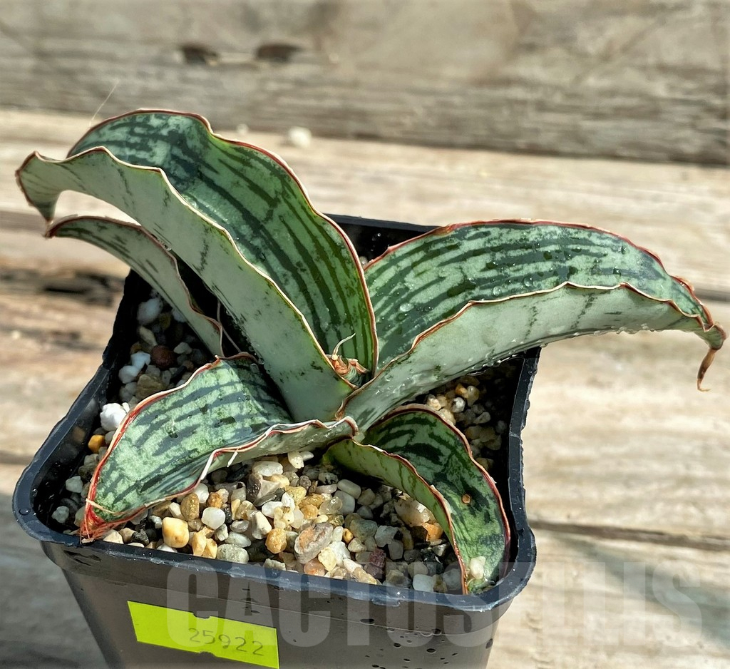 SHPR25922 Sansevieria 'Cleopatra' - Obrázek 3