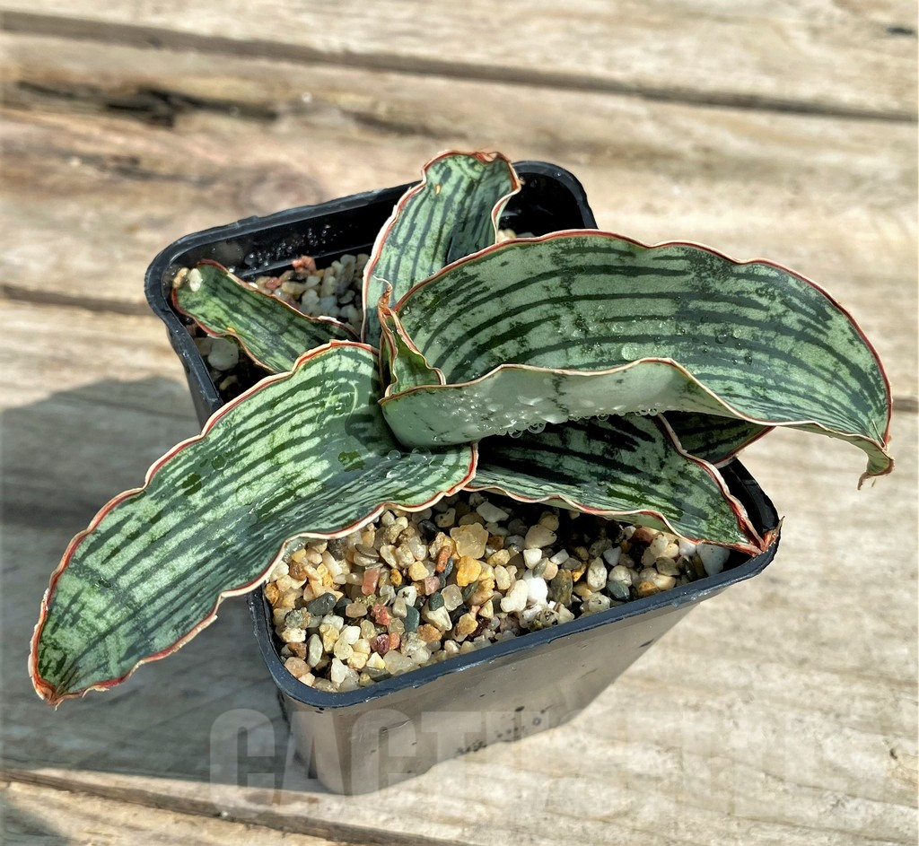 SHPR25922 Sansevieria 'Cleopatra'