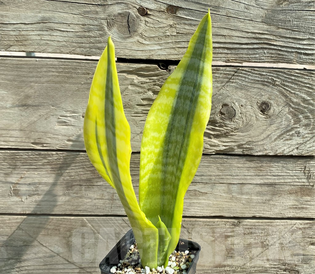 SHPR25923 Sansevieria 'Gold Superba' - Obrázek 2
