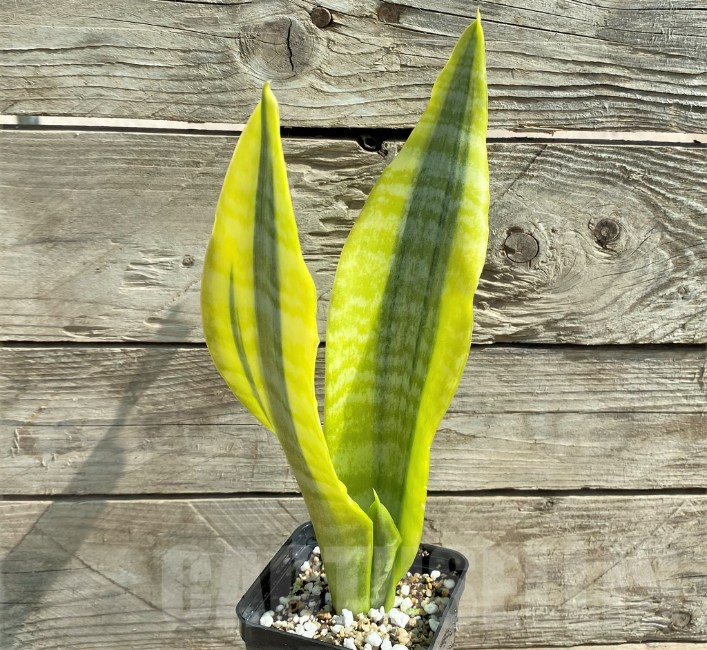 SHPR25923 Sansevieria 'Gold Superba'
