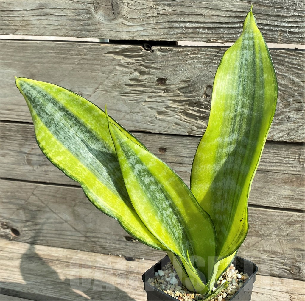 SHPR25924 Sansevieria 'Gold Superba'
