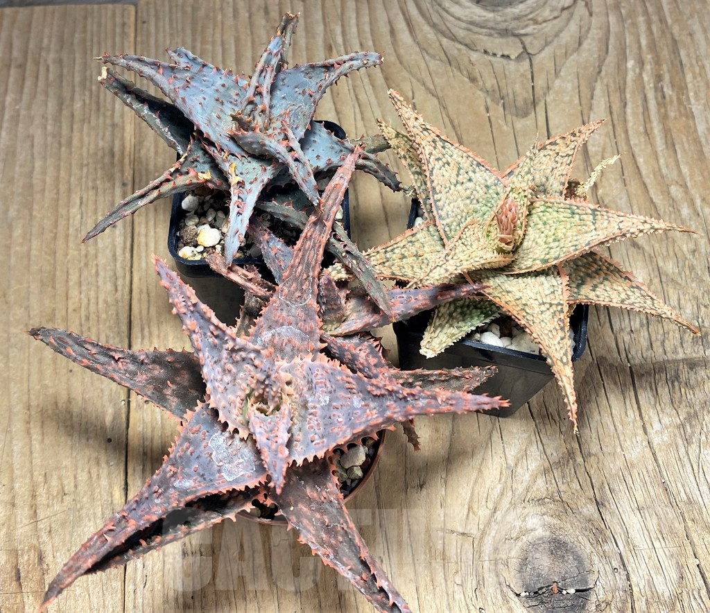 SET80 Aloe hybrid, 3 plants