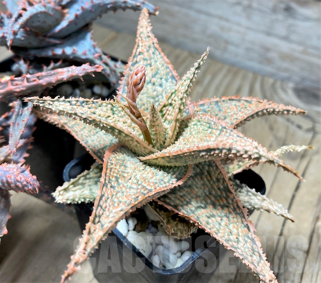 SET80 Aloe hybrid, 3 plants - Image 2